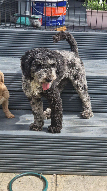 Gorgeous Miniature Poodle Unique Colour