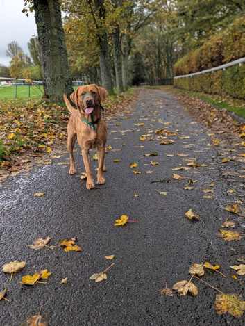 Hurricane riley