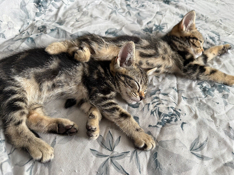 Kittens