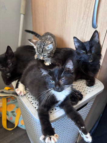 Kittens!