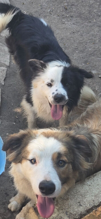 Gorgeous Pure breed Collies