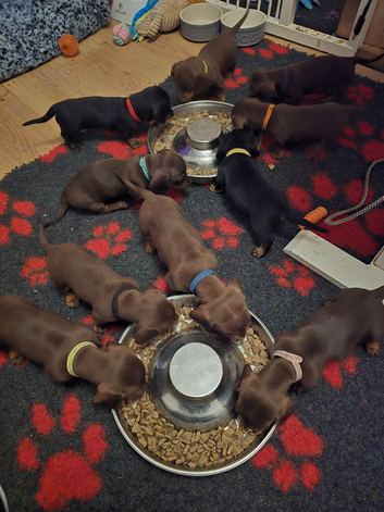 Minature Dachshund Puppies