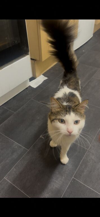 Stunning Fluffy Male Cat Available for Stud &ndash; Mikhail