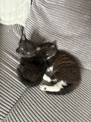 Kittens ready to leave in 1 week