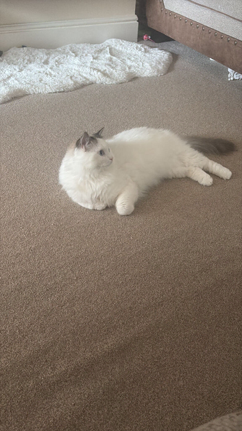 Male ragdoll cat