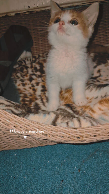 2 male kittens