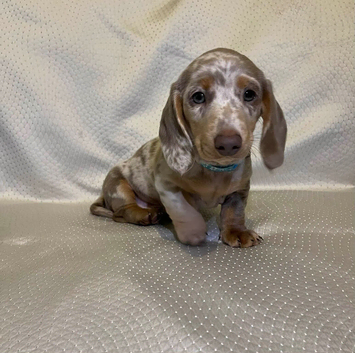 I&rsquo;m selling 4 puppies