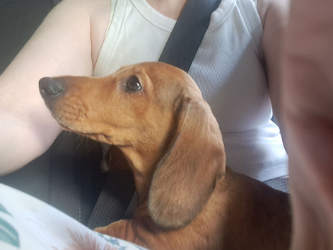 Looking for forever home