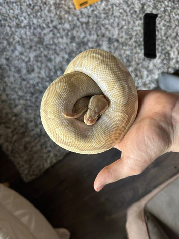 Royal ball pythons