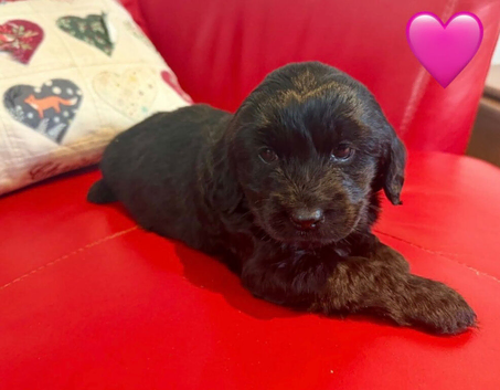 F2 Cockapoo Puppies.