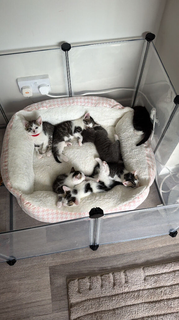 7 beautiful kittens looking for their forever home