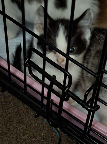 3 kittens left