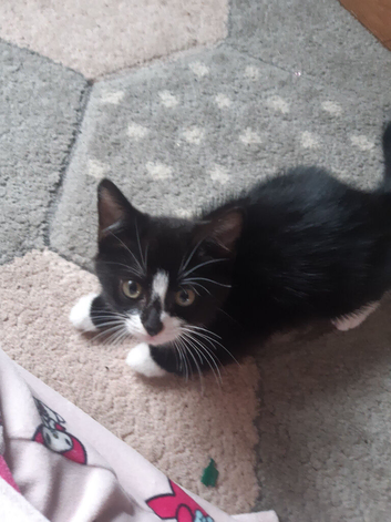 Kitten