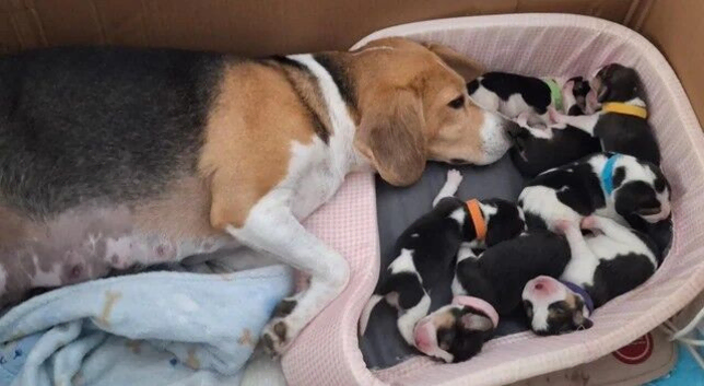 Kc registered Beagle Babies Home Raised