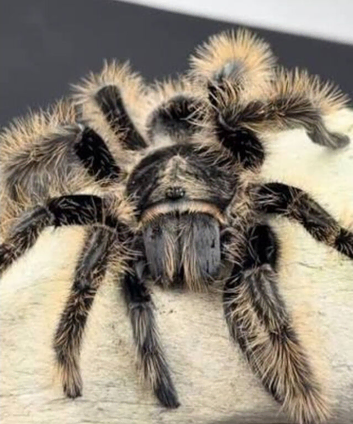 Looking for an adult tarantula