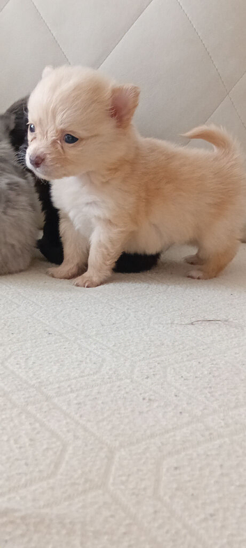 Beautiful pomeranian x chihuahua boy puppys