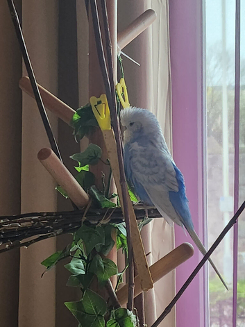 2 birds looking to be rehomed