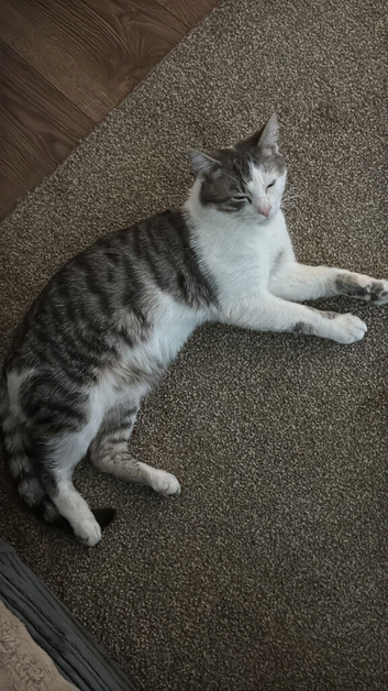 Beautiful white and grey waiting for his forever home &zwj;