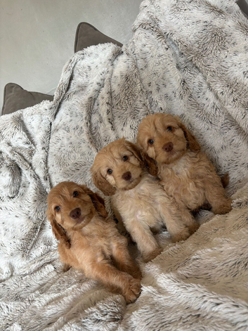 READY TO LEAVE !! Beautiful Cockapoo puppies