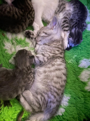 Girls and boys available Persian cross