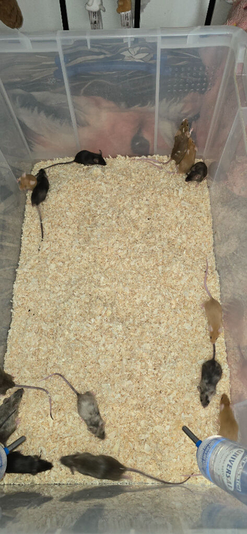 Fancy Mice Babies available, Mostly Females