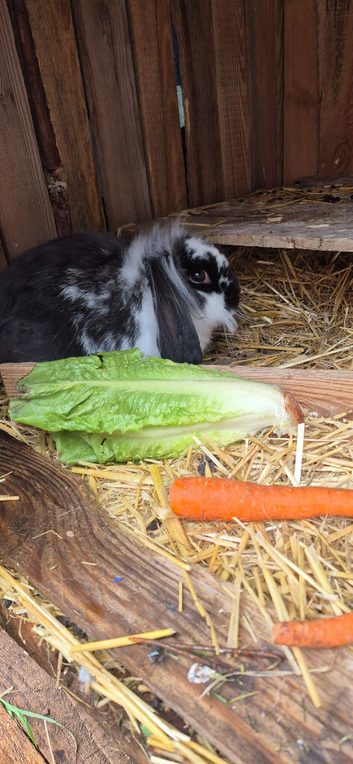 Male lion lop baby bunny