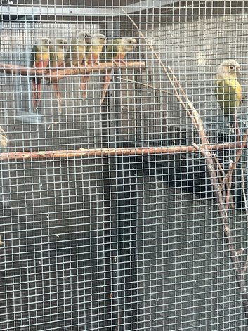 pineapple conures