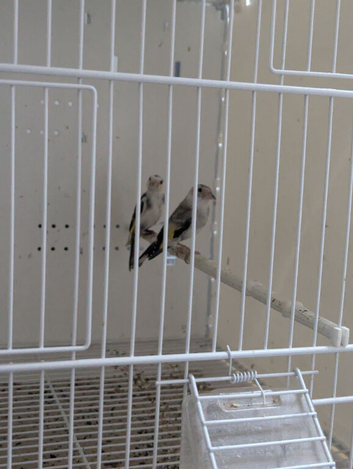 2026 Pied Black Goldfinches