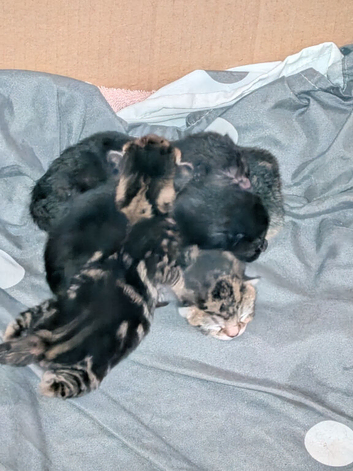 Kittens for sale ready 2nd of December