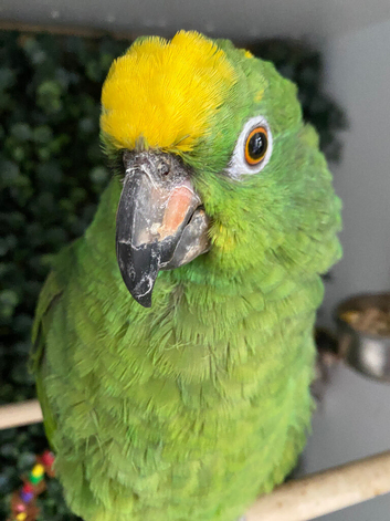 Amazon parrot very talkative and tame