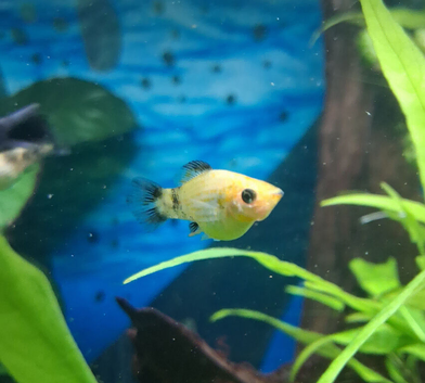 PLATY Tropical Fish for sale.