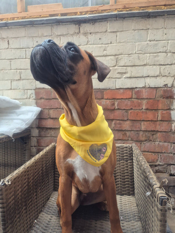 Boxer female bobtail