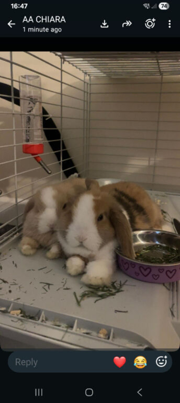 LOLA AND COCO