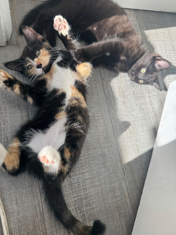 Two beautiful kittens