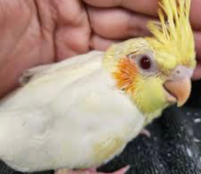 Latino cockatiel baby