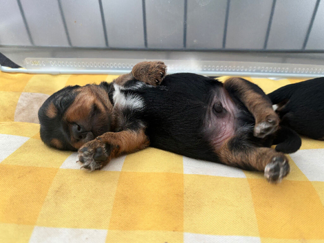 5 Yorkshire terrier puppies for sale*Two boys left*