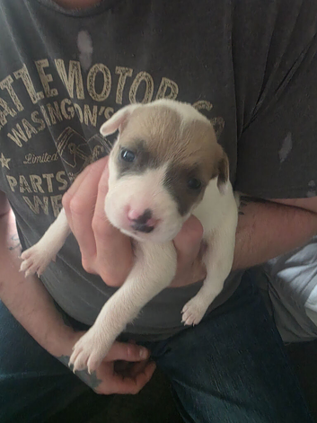 Puppies