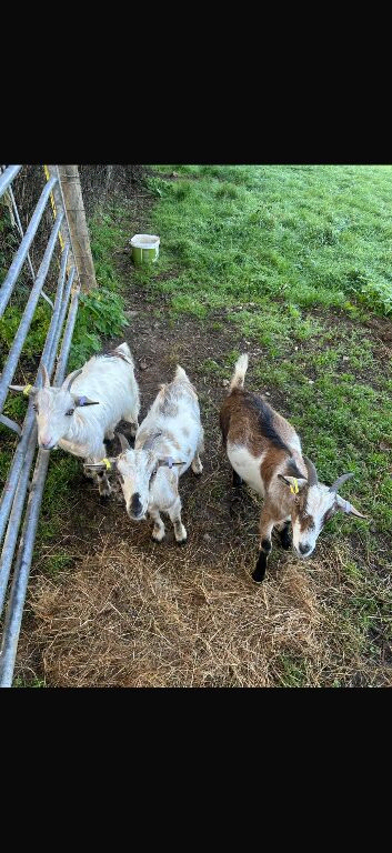 Pygmy goats