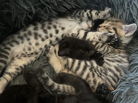 bengal kittens available from 14th November