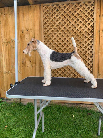 Regina - Wire Fox Terrier Bitch