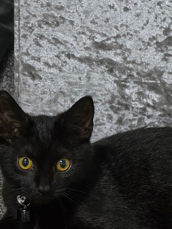 Sophie female black cat