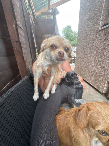 Pug cross