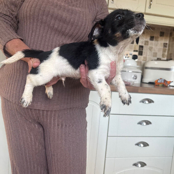 Beautiful jack russells