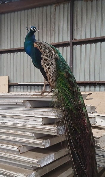 Peacocks