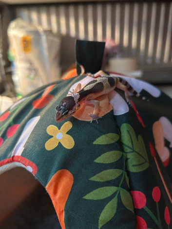 Baby leopard gecko