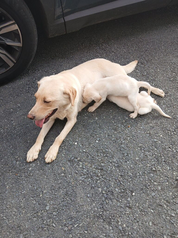 Labradoodle F2