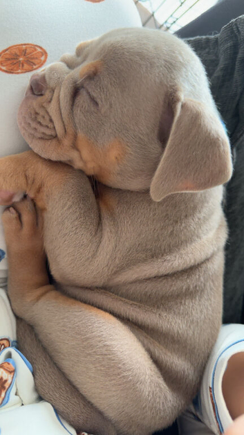 Olde English bulldogge