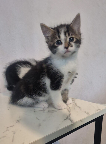 Kittens
