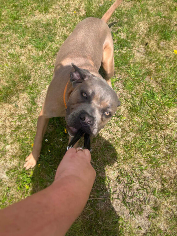 13month old male formantino