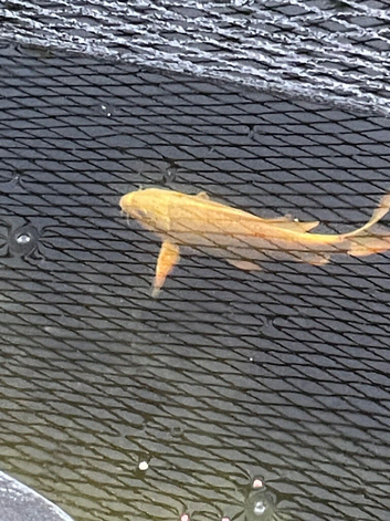 Butterfly koi and ghost koi